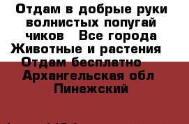 Отдам в добрые руки волнистых попугай.чиков - Все города Животные и растения » Отдам бесплатно   . Архангельская обл.,Пинежский 